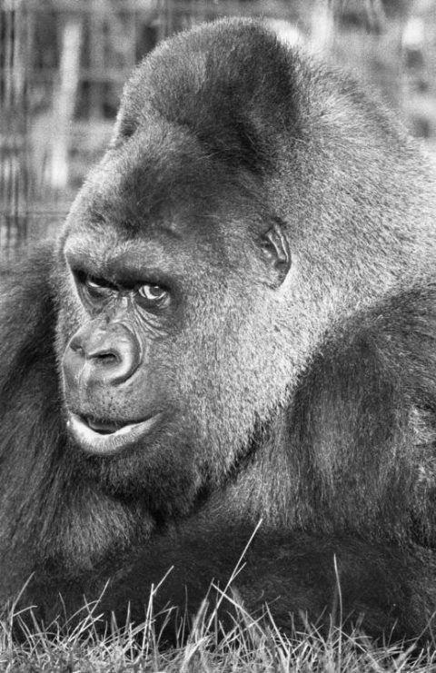 Guy the Gorilla